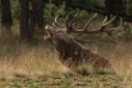 Park de Hoge Veluwe